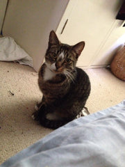 test multi option variant image